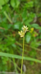 Carex tenuiflora