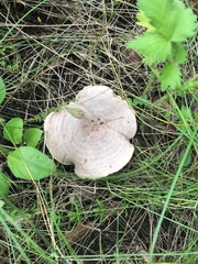 Lactarius flexuosus