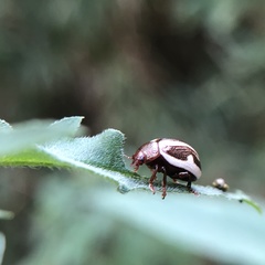 Calligrapha californica