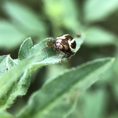 Calligrapha californica