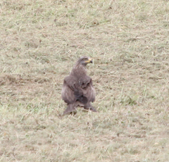 Milvus migrans migrans