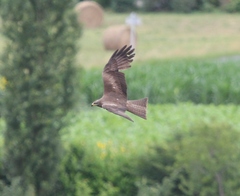 Milvus migrans migrans