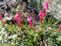 Scutellaria suffrutescens