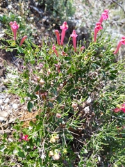 Scutellaria suffrutescens