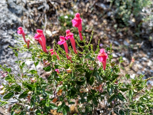 Photo of Scutellaria suffrutescens S.Watson