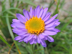 Aster alpinus