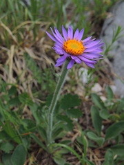 Aster alpinus
