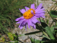 Aster alpinus