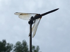 Pachydiplax longipennis