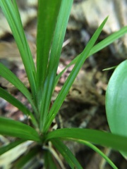 Carex arctata