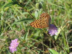Argynnis paphia
