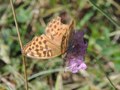 Argynnis paphia