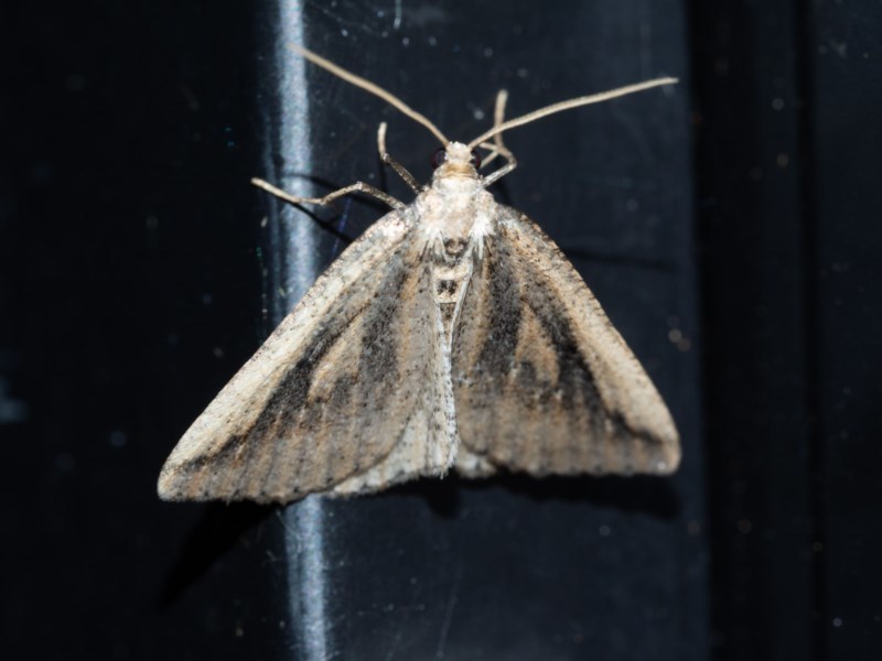 Smudged Cape Moth