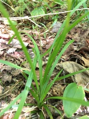 Carex arctata
