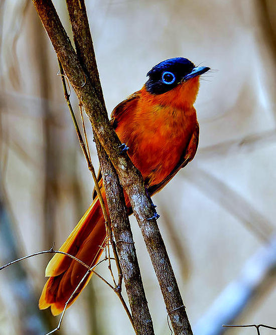 Madagascar Paradise-flycatcher