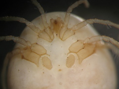 Hydrachnidae