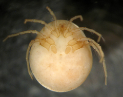 Hydrachnidae
