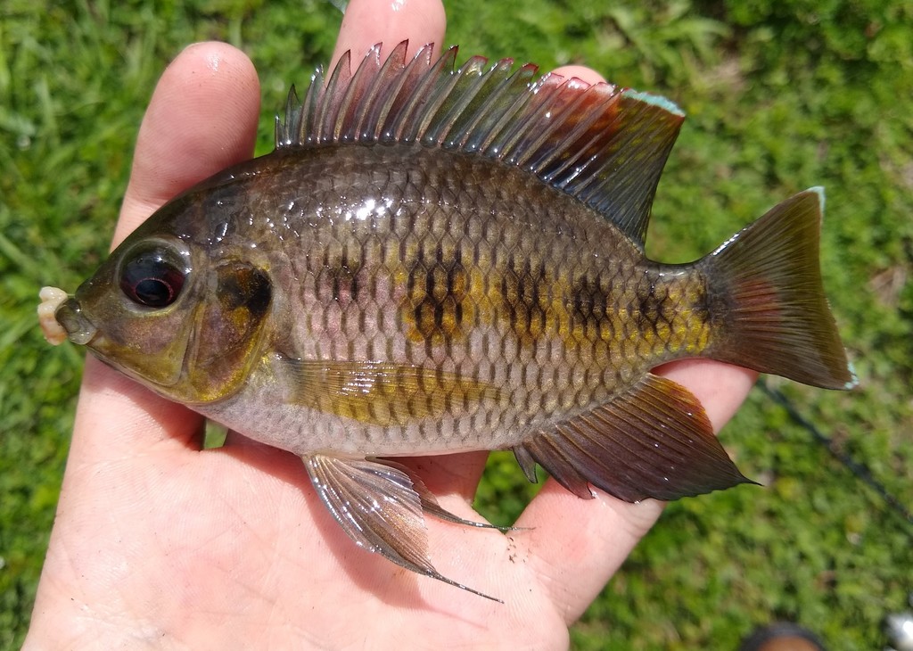 Spotted Tilapia (Freshwater fish of Florida) · iNaturalist