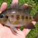 Spotted Tilapia - Photo (c) sisor, some rights reserved (CC BY-NC), uploaded by sisor