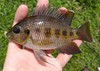 Spotted Tilapia - Photo (c) sisor, some rights reserved (CC BY-NC), uploaded by sisor