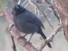 Laniarius funebris