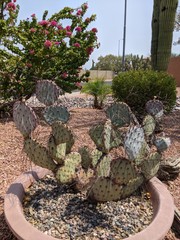 Opuntia