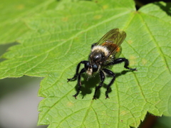 Laphria janus