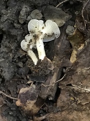 Clitocybe americana