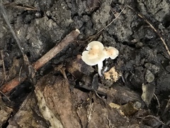 Clitocybe americana