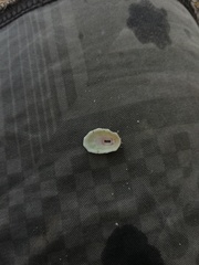 Fissurella microtrema