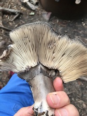 Russula adusta