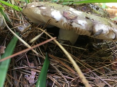 Russula adusta