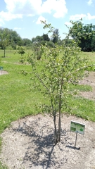 Forestiera durangensis