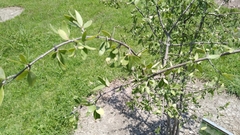 Forestiera durangensis