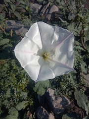 Datura ceratocaula