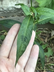 Persicaria maculosa