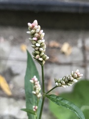 Persicaria maculosa