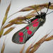 Six-spot Burnet - Photo (c) Michel Renou, some rights reserved (CC BY-NC), uploaded by Michel Renou