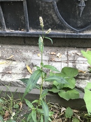 Persicaria maculosa