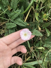 Convolvulus arvensis