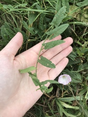Convolvulus arvensis