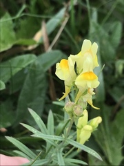 Linaria vulgaris