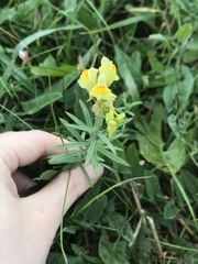 Linaria vulgaris