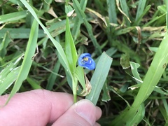 Liliopsida