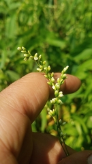 Persicaria punctata