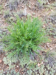 Oxytropis squammulosa