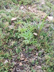 Astragalus chorinensis
