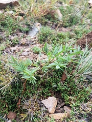 Astragalus chorinensis