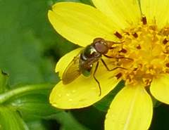 Copestylum vesicularium