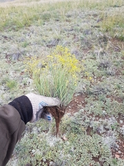 Bupleurum bicaule